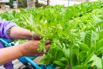 Hydroponics vegetable salad