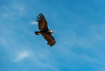Andean Condor (Vultur Gryphus) in flight, Colca Canyon, Arequipa, Peru.