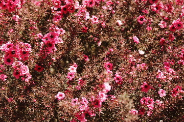 pink flowers background