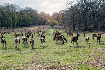 Fototapeta na wymiar Venados corriendo en el bosque de Richmond en Londres, Inglaterra