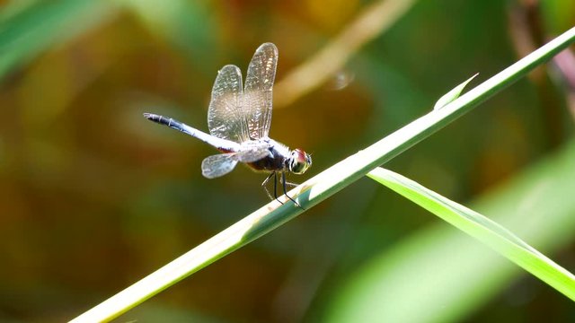 Brachydiplax chalybea (Blue dasher) adult male perching. Brachydiplax chalybea is a species of dragonfly in the family Libellulidae. It is known by the common names yellow-patched lieutenant.