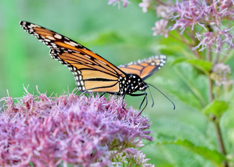 Unique eye level view of a Monarch butterfly (Danaus plexippus) crouched on Joe-Pye weed (Eupatorium purpureum) with its wings open at a slight angle. Closeup. Copy space.