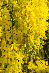 cassia fistula flower on tree