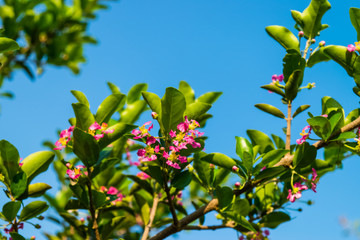 Malpighia glabra Linn flowers