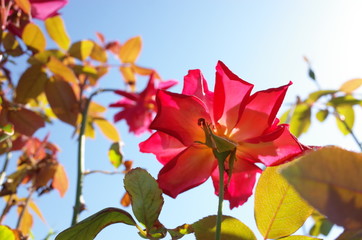Red Flower of Rose 'Kagayaki' in Full Bloom
