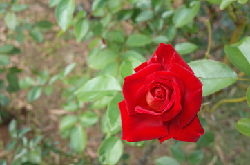 Red Flower of Rose 'Kagayaki' in Full Bloom
