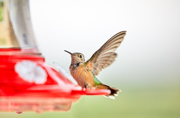 Fototapeta premium Hummingbird landing on Feeder