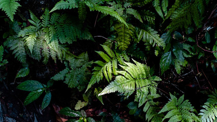 fern in the forest