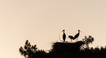 Silhouette of a storks family and their nest while sun goes down in Madrid, Spain.
