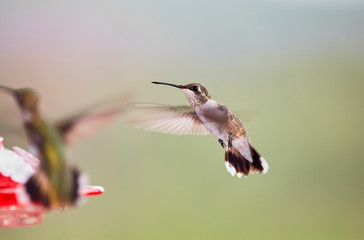 Hummingbird drinking Nectar