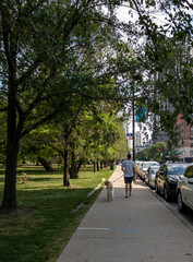 man walking dog on sidewalk next to city park and street with parked cars