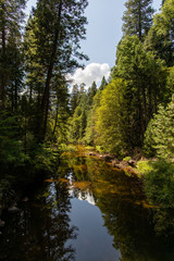 Fototapeta na wymiar A river in the forest