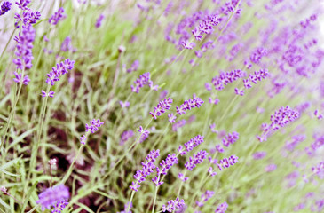 Fototapeta premium A lot of Lavender with lens flare and full frame for wallpaper and post card.