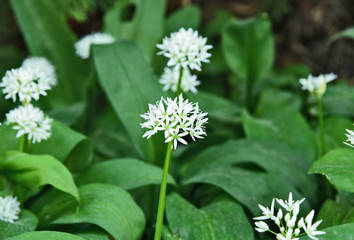 Allium ursinum or ramsons with top view and full frame