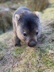 Fototapeta premium Wombat looking into camera lens