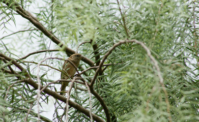 Pássaro pardal descansando. Pardalzinho.