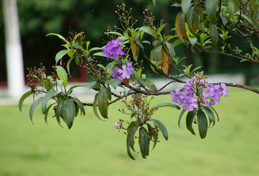 Flores violeta no galho