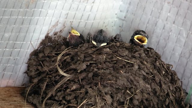 Three hungry swallow Chicks with open beaks sit in a clay nest under the roof of the building. Young Swifts require food. The concept of wild nature