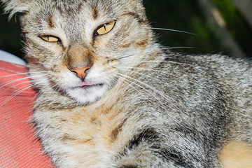 Naklejka na ściany i meble close up of a cat sticking out tongue