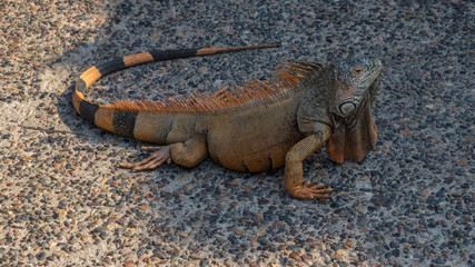 Iguana en orillas del mar en Puerto Vallarta