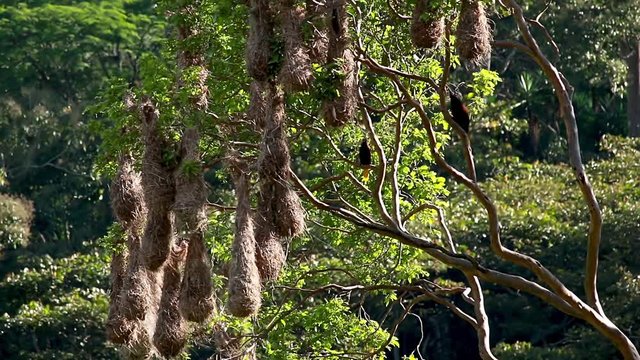 An awesome tree full of nests of black oropendolas