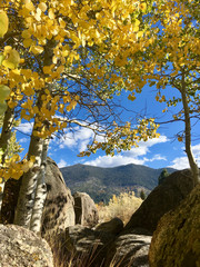 A view of mountains across a meadow framed by aspens with golden fall colors on a sunny day, near...