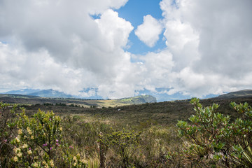 Fototapeta premium Choachi, Colombia Landscape of Colombian Andean mountains showing paramo type vegetation. Park Called Paramo Matarredonda near Bogota 