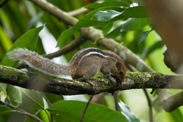 Squirrel