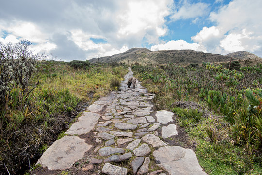 Choachi, Colombia Landscape of Colombian Andean mountains showing paramo type vegetation. Park Called Paramo Matarredonda near Bogota
