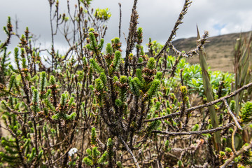 Choachi, Colombia Landscape of Colombian Andean mountains showing paramo type vegetation. Park Called Paramo Matarredonda near Bogota
