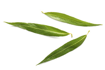Green osier leaves on white background