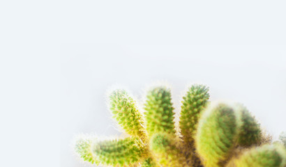 cactus isolated on a gray background. thorns close-up. copy space