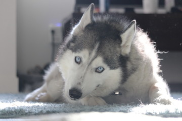 siberian husky dog