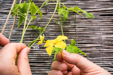 夏野菜ゴーヤーの人工授粉