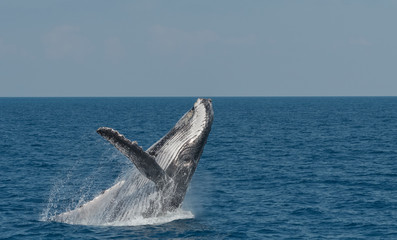 Breaching Humpback Whale (Megaptera novaeangliae)    Australia.