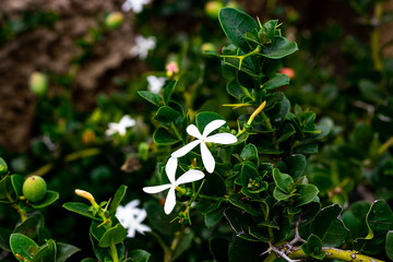 Lindas flores