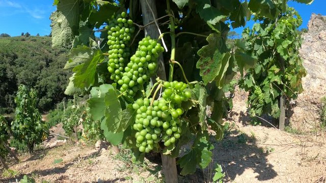 Green unripe grapes on a vine in a hilly dry rocky vineyard
