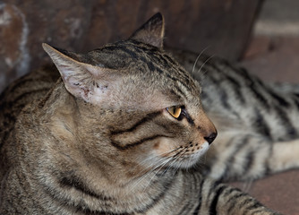 Close up Head of Tabby Cat Lying on The Floor