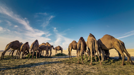Landscape with group of camels in Al-Sarar desert, SAUDI ARABIA.