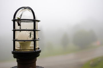 Insects perch on the light bulb in the morning.