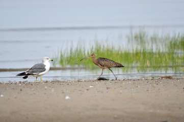 Longbill Snipe(Scolopacidae) bird on the seashore in Janghang-eup, Seocheon-gun, South Korea.