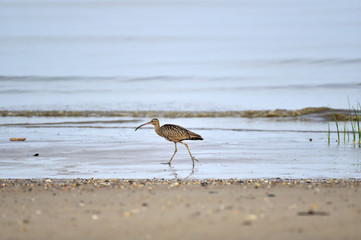 Longbill Snipe(Scolopacidae) bird on the seashore in Janghang-eup, Seocheon-gun, South Korea.
