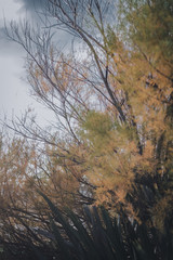 autumn in the forest