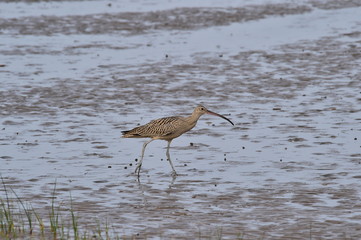 Longbill Snipe(Scolopacidae) bird on the seashore in Janghang-eup, Seocheon-gun, South Korea.