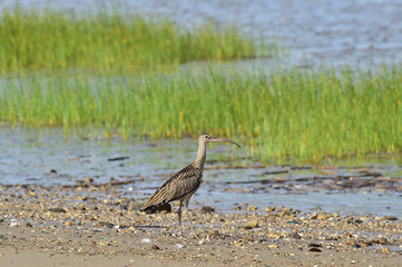 Longbill Snipe(Scolopacidae) bird on the seashore in Janghang-eup, Seocheon-gun, South Korea.