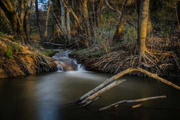 Magia en el bosque 