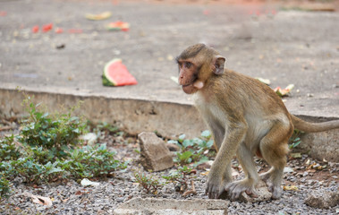 Fototapeta premium The skinny monkey stood looking at the food on the rock.