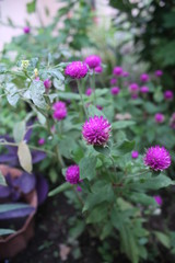 purple flowers in a beautiful garden