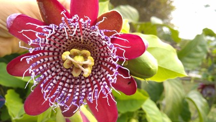 Passiflora alata. winged-stem passion flower