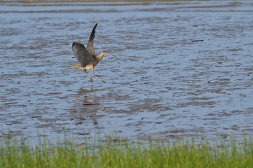 Longbill Snipe(Scolopacidae) bird on the seashore in Janghang-eup, Seocheon-gun, South Korea.